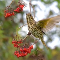Бузина поспела. :: Михаил Белоусов