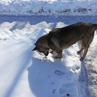 Март...Мышкующий в сквере бродячий пес! :: Владимир 