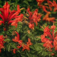 Рабочий день :: Svetlana Galvez