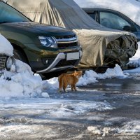 Мартовские прогулки рыжика :: Валерий Иванович