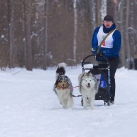 Хаски-биатлон :: Олег Денисов