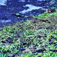 Снег и зелень :: Юрий Гайворонскiий