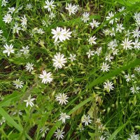 звёздочки :: Елена Шаламова