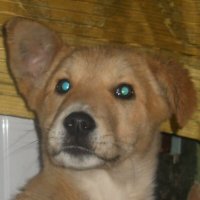 Ричи :: Татьяна Иваненкова