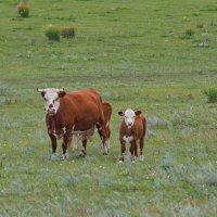 Яблоко от яблони... :: Владимир Яблоко от яблони... :: Владимир