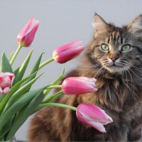 Мартовская кошка :: Оксана Новик 