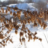 Зимние ветви :: Александр Синдерёв