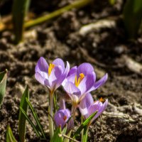 Весна. :: Александр. AVG100 --- Весна. :: Александр. AVG100 ---