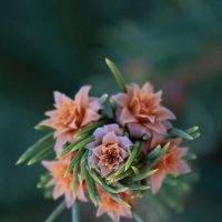 Еловая веточка :: Tina Kott