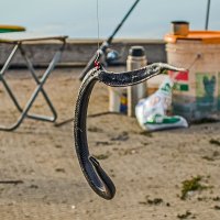 Ловил карася,а поймал гадюку. :: Михаил Курзанцев