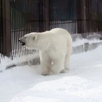 Белый медведь из пермского зоопарка :: Евгений Шафер