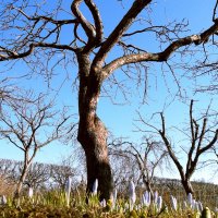 Под яблоней крокусы :: VasiLina *