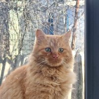 Неожиданный визит :: Наталья 