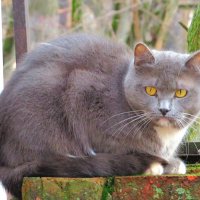 Серенький котик :: Андрей Снегерёв