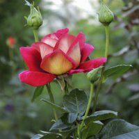 Цветение :: елена беликова