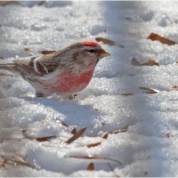Чечётка ( самец ) :: Валентин Котляров