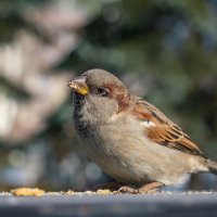 *** :: Николай Чекалин