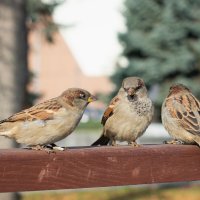 *** :: Николай Чекалин