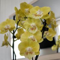 Моя коллекция орхидей :: Irene Irene Моя коллекция орхидей :: Irene Irene