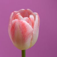 Тюльпан :: Илья Шенгелия