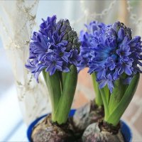 Гиацинты, ядовитые,но прекрасные :: ZNatasha -