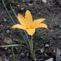 Столичный гость зашёл во двор... :: Валерий Басыров