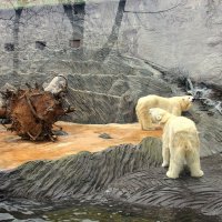 Белые медведи (архив) :: Ольга 