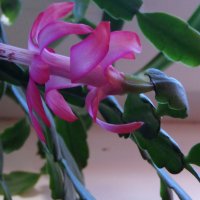 Декабрист зацвел в феврале. :: сергей ермошкин