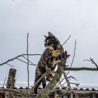 аууууу... Весна, где же ты? :: petyxov петухов