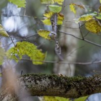 пищуха :: юрий макаров