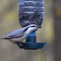 ( :: юрий макаров