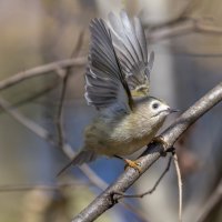 желтоголовый королек :: юрий макаров