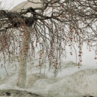 Прошлогодние райские яблочки. :: Татьяна Помогалова