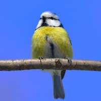 Лазоревка :: Константин Анисимов Лазоревка :: Константин Анисимов