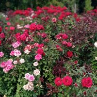 сентябрь---четвёртый месяц лета :: Елена Шаламова