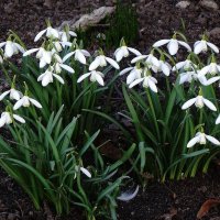 Подснежники :: Рита Симонова