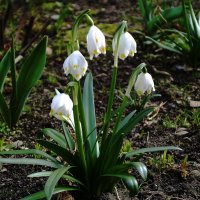 Белоцветник :: Рита Симонова