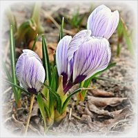 Нежные крокусы :: Наталья ***