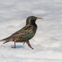 Бодро шагая босиком по снегу. :: Nikolay Lovec