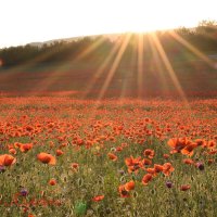 Природа Крыма :: Изумительная Космея