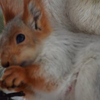 Белка :: Savayr 