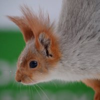 Рыжая проказница :: Savayr 