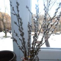 Мартовский натюрморт :: Наталья 