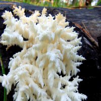 Ежовик коралловый. :: nadyasilyuk Вознюк