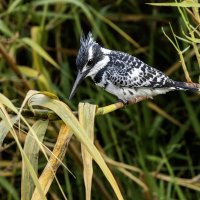 Малый пегий зимородок. :: Alexander Amromin