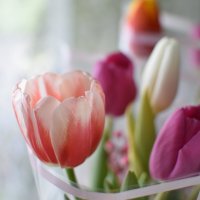 Цветы :: Дарья Шуклина Цветы :: Дарья Шуклина