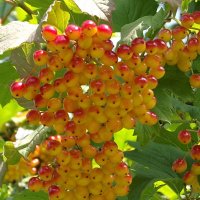 Калина :: Freddy 97