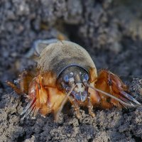 Медведка.. :: Александр Посошенко