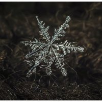 Снежинка,тающая под лучами мартовского солнца. :: Михаил Курзанцев