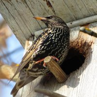 У своего домика :: Андрей Снегерёв